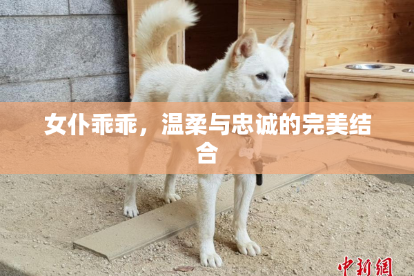 女仆乖乖，温柔与忠诚的完美结合