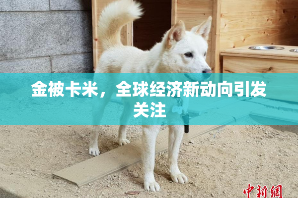 金被卡米，全球经济新动向引发关注