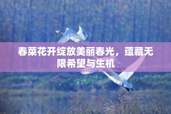 春菜花开绽放美丽春光，蕴藏无限希望与生机