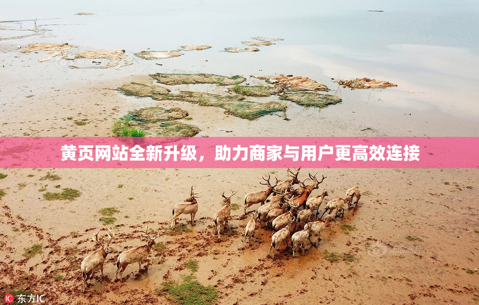 黄页网站全新升级，助力商家与用户更高效连接