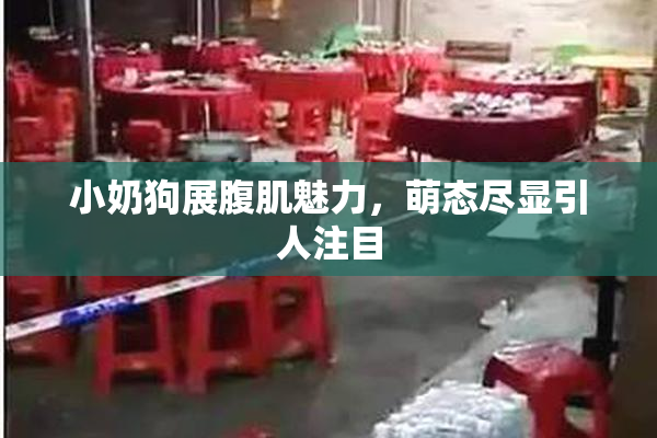 小奶狗展腹肌魅力，萌态尽显引人注目