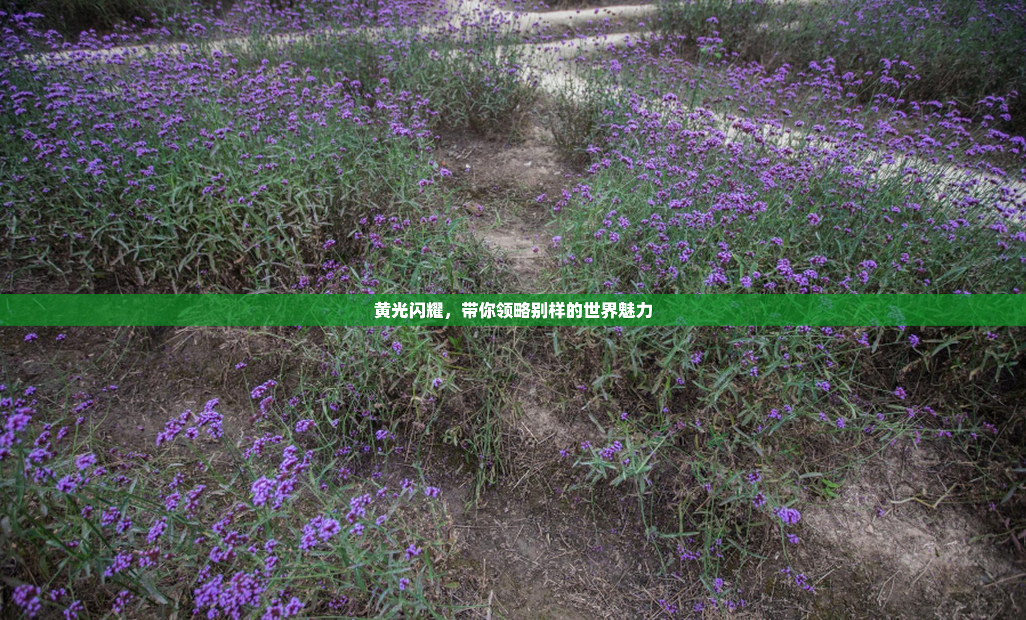 黄光闪耀，带你领略别样的世界魅力