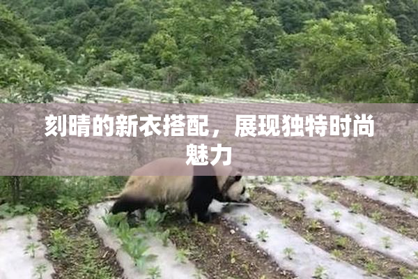 刻晴的新衣搭配，展现独特时尚魅力