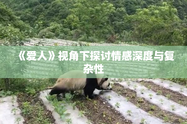 《爱人》视角下探讨情感深度与复杂性