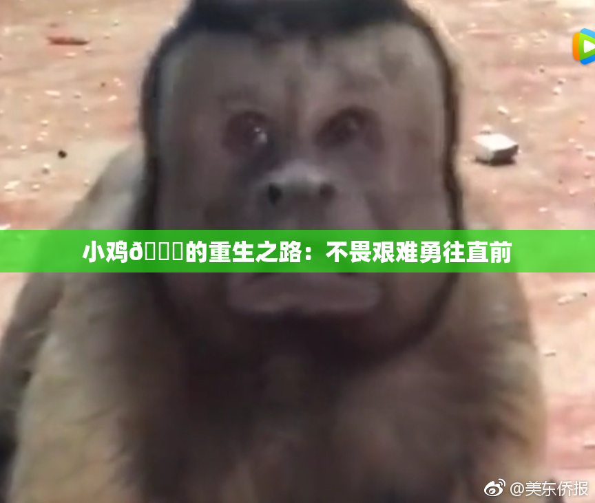 小鸡🐔的重生之路：不畏艰难勇往直前