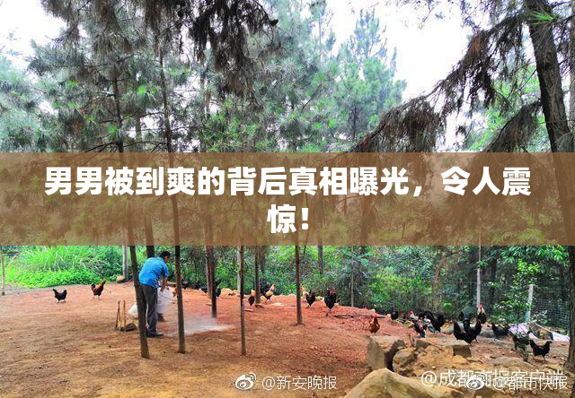 男男被到爽的背后真相曝光，令人震惊！