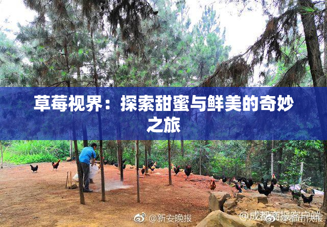 草莓视界：探索甜蜜与鲜美的奇妙之旅