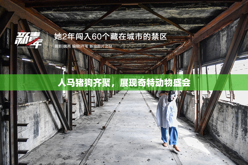 人马猪狗齐聚，展现奇特动物盛会