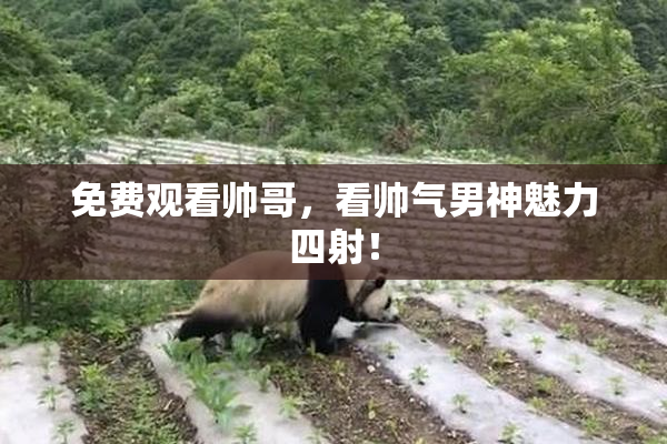 免费观看帅哥，看帅气男神魅力四射！