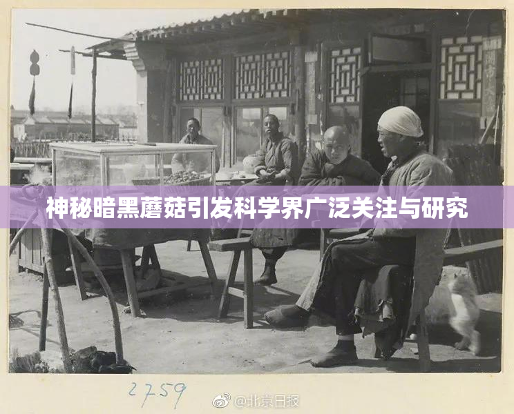 神秘暗黑蘑菇引发科学界广泛关注与研究