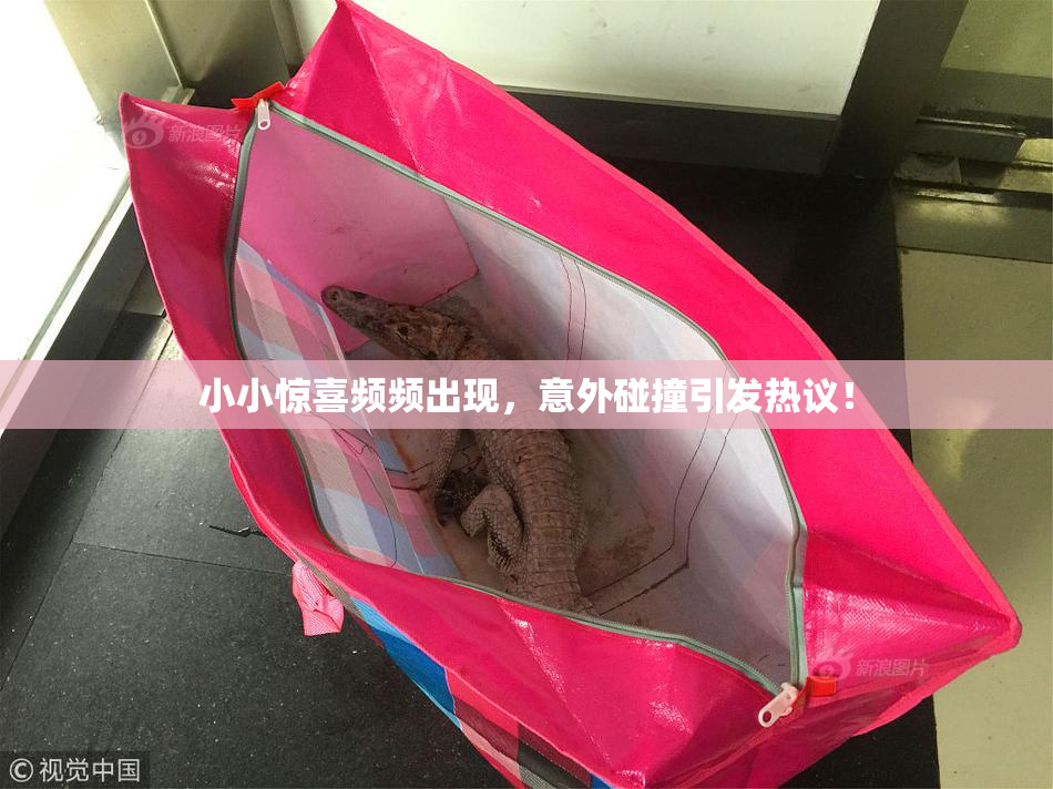 小小惊喜频频出现，意外碰撞引发热议！