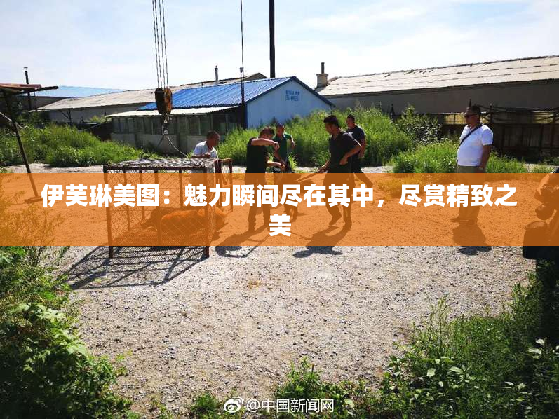 伊芙琳美图：魅力瞬间尽在其中，尽赏精致之美
