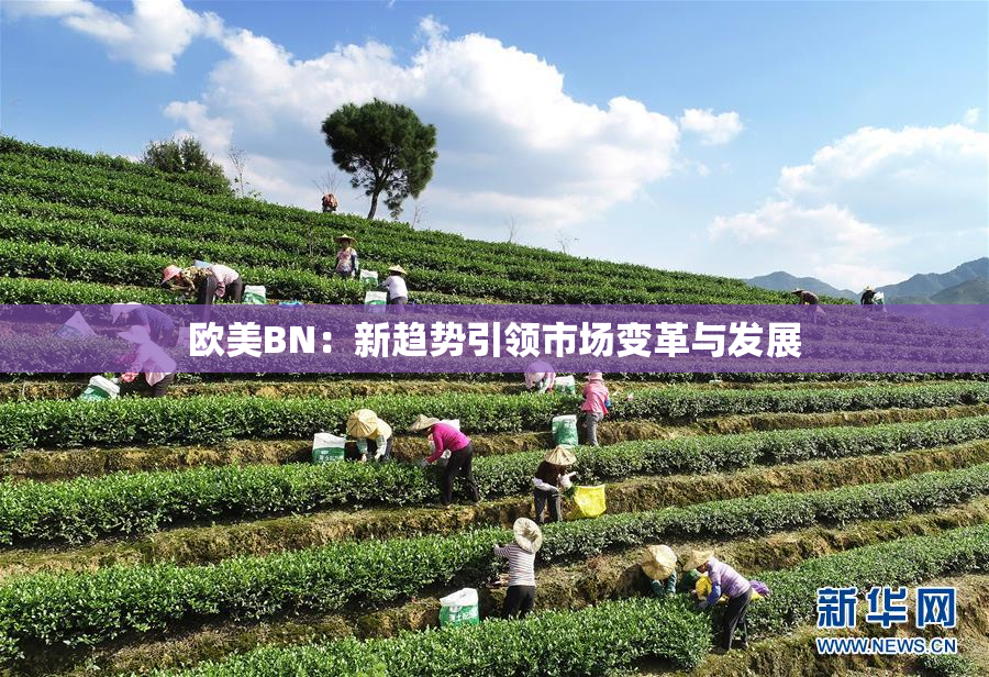 欧美BN：新趋势引领市场变革与发展