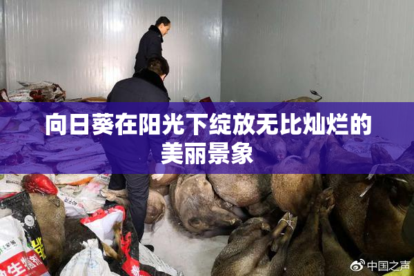 向日葵在阳光下绽放无比灿烂的美丽景象