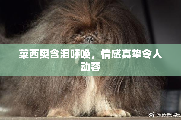 菜西奥含泪呼唤，情感真挚令人动容
