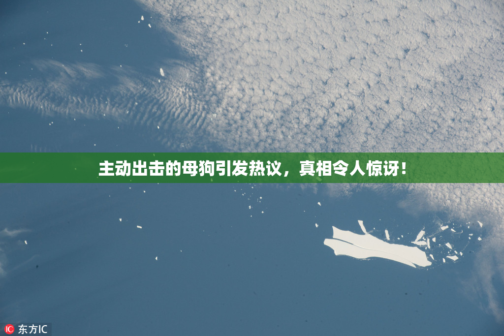 主动出击的母狗引发热议，真相令人惊讶！