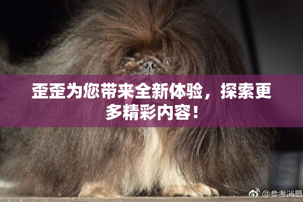 歪歪为您带来全新体验，探索更多精彩内容！