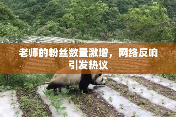 老师的粉丝数量激增，网络反响引发热议