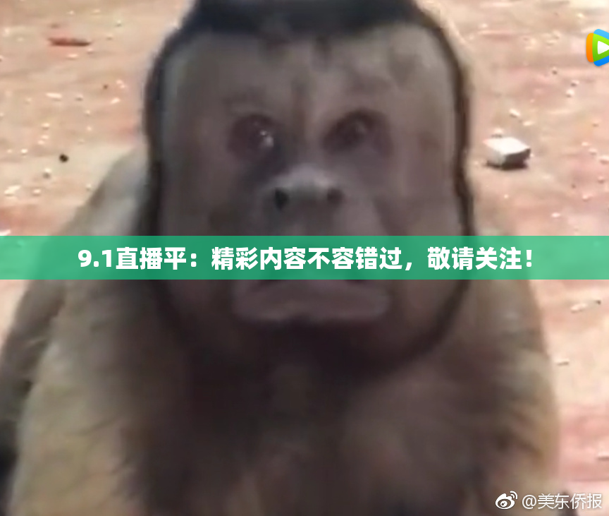 9.1直播平：精彩内容不容错过，敬请关注！