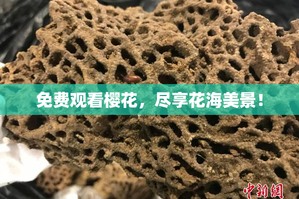 免费观看樱花，尽享花海美景！