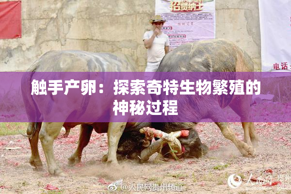 触手产卵：探索奇特生物繁殖的神秘过程