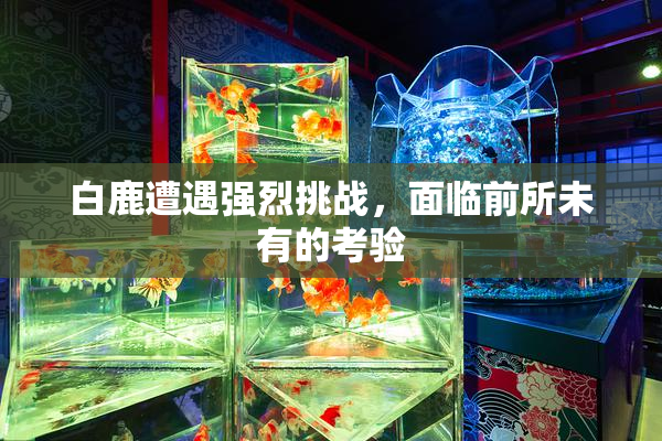 白鹿遭遇强烈挑战，面临前所未有的考验