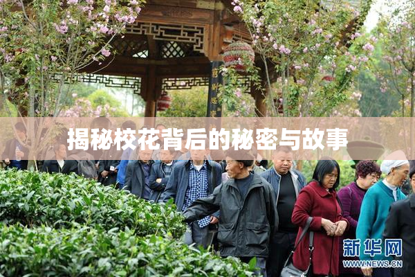 揭秘校花背后的秘密与故事