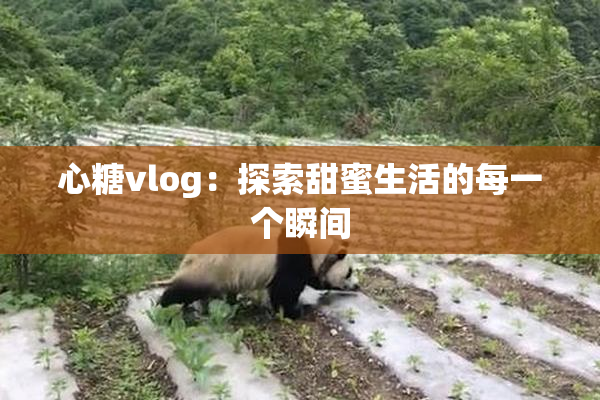 心糖vlog：探索甜蜜生活的每一个瞬间