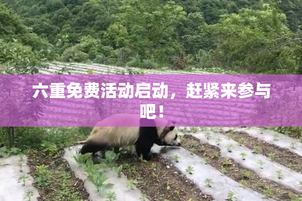 六重免费活动启动，赶紧来参与吧！