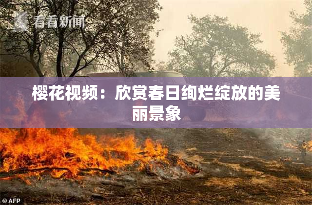 樱花视频：欣赏春日绚烂绽放的美丽景象