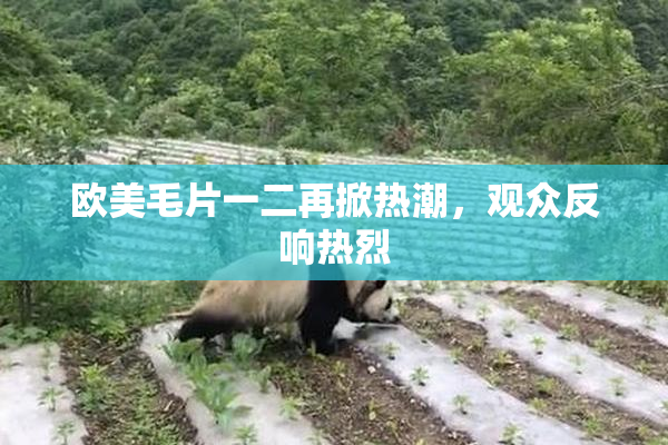欧美毛片一二再掀热潮，观众反响热烈