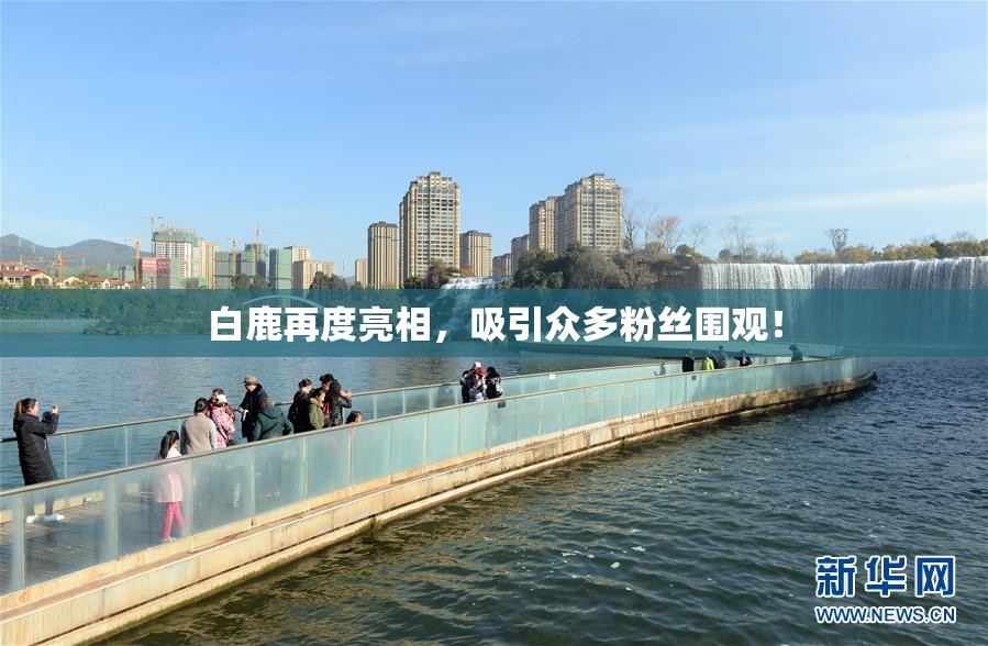 白鹿再度亮相，吸引众多粉丝围观！