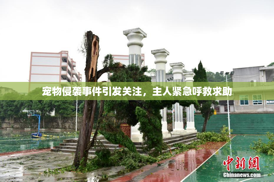 宠物侵袭事件引发关注，主人紧急呼救求助