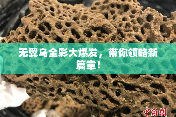 无翼乌全彩大爆发，带你领略新篇章！