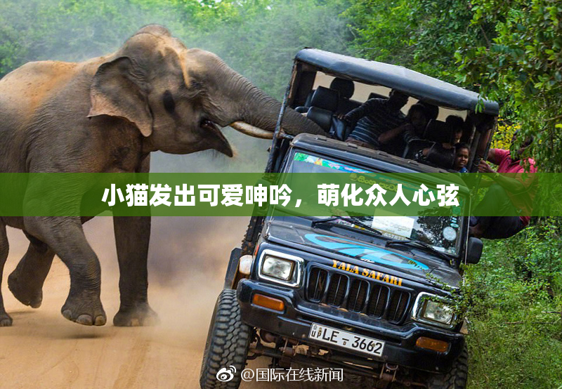 小猫发出可爱呻吟，萌化众人心弦