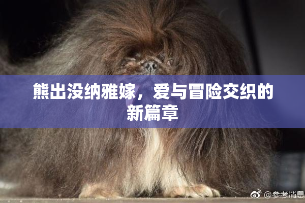 熊出没纳雅嫁，爱与冒险交织的新篇章