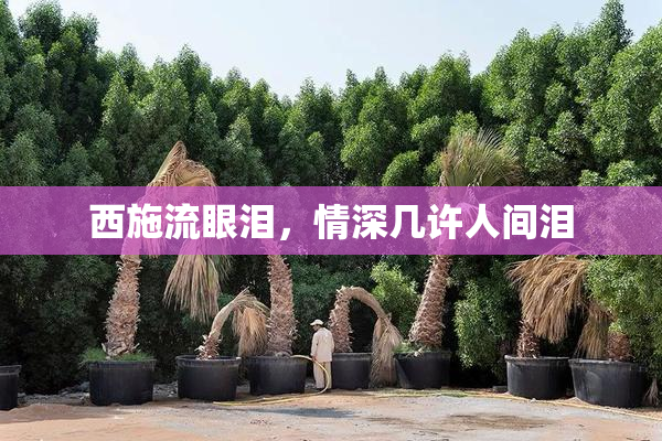 西施流眼泪，情深几许人间泪