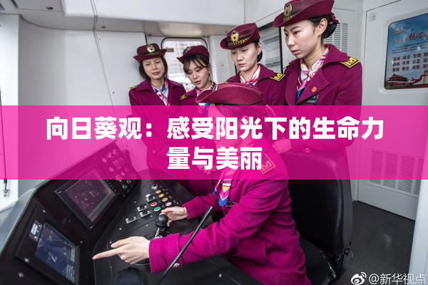 向日葵观：感受阳光下的生命力量与美丽