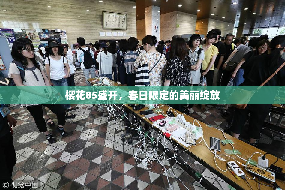 樱花85盛开，春日限定的美丽绽放