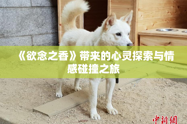 《欲念之香》带来的心灵探索与情感碰撞之旅