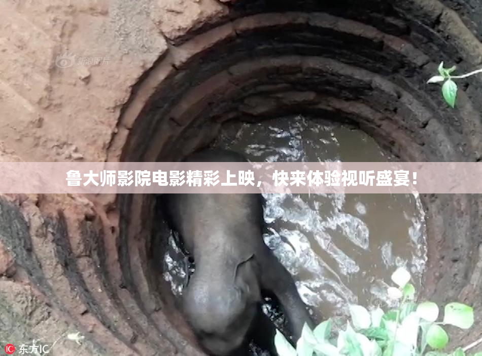 鲁大师影院电影精彩上映，快来体验视听盛宴！