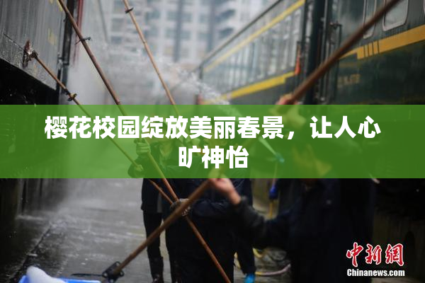 樱花校园绽放美丽春景，让人心旷神怡