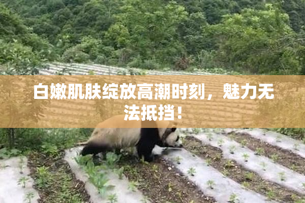 白嫩肌肤绽放高潮时刻，魅力无法抵挡！