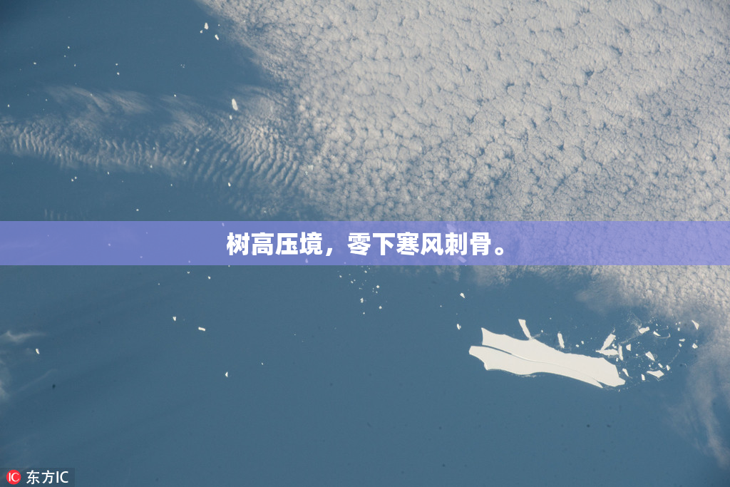 树高压境，零下寒风刺骨。