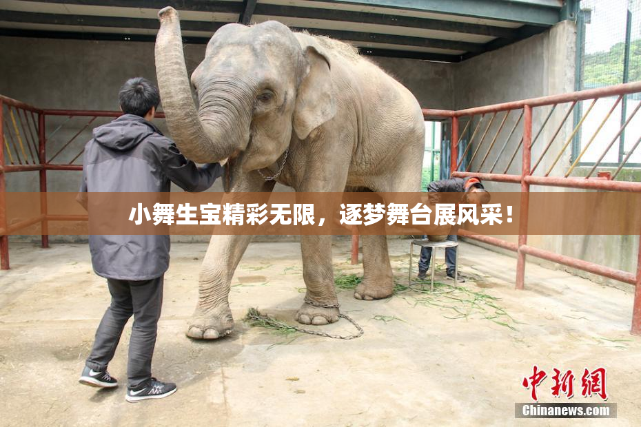 小舞生宝精彩无限，逐梦舞台展风采！