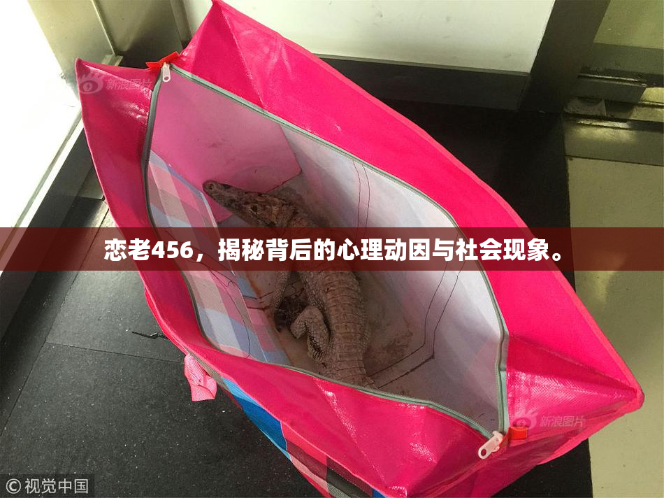恋老456，揭秘背后的心理动因与社会现象。