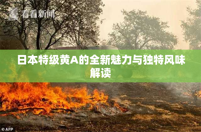 日本特级黄A的全新魅力与独特风味解读