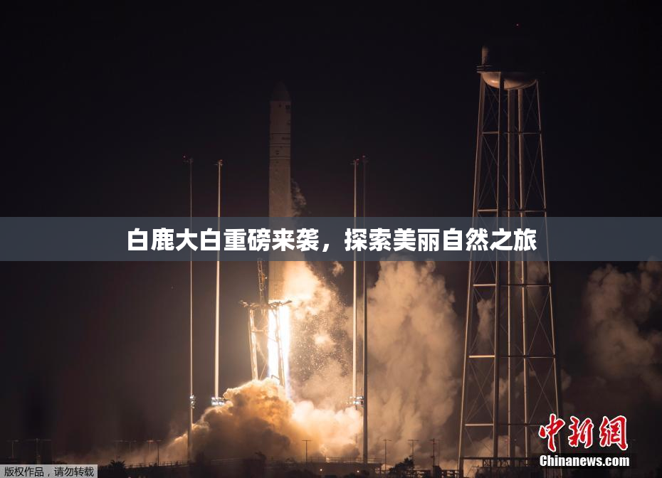白鹿大白重磅来袭，探索美丽自然之旅