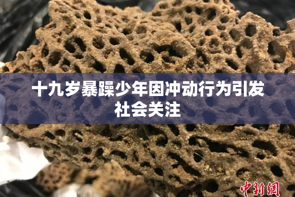 十九岁暴躁少年因冲动行为引发社会关注