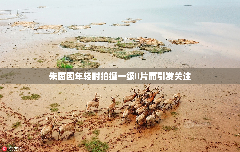 朱茵因年轻时拍摄一级婬片而引发关注